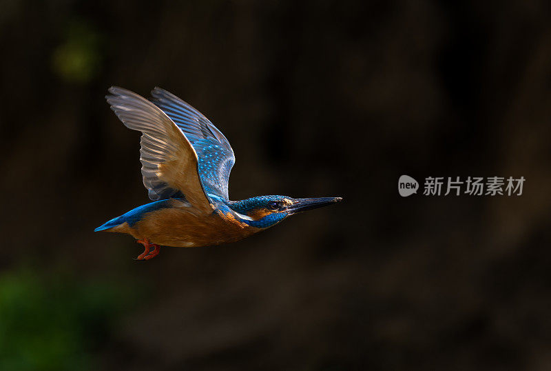 飞翔的翠鸟(Alcedo atthis)